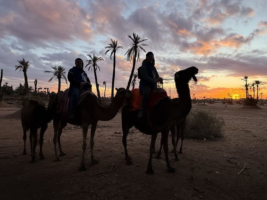 Sunset Marrakech Camel Ride Tour In Palmeraie
